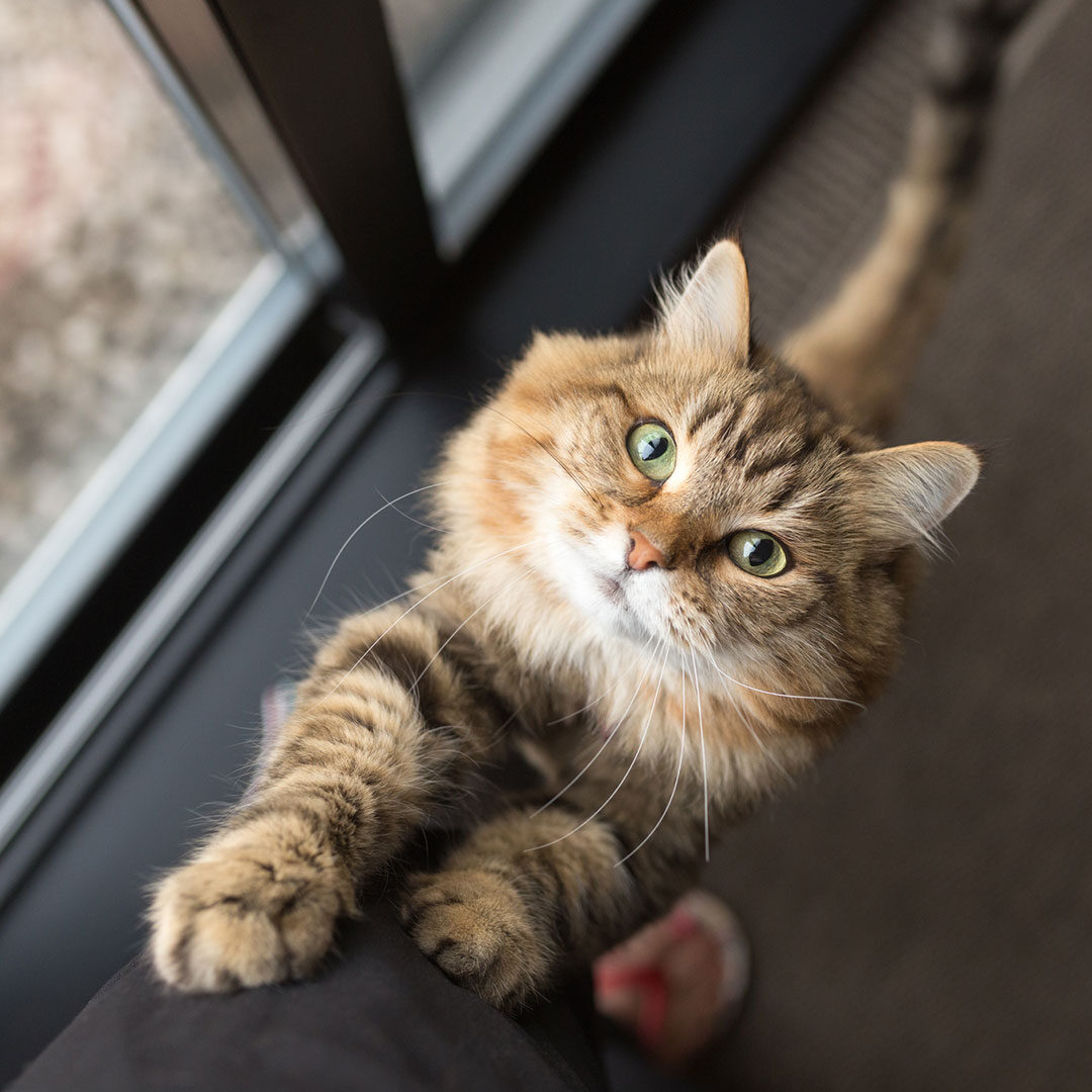 Cat Asking Owner For Help