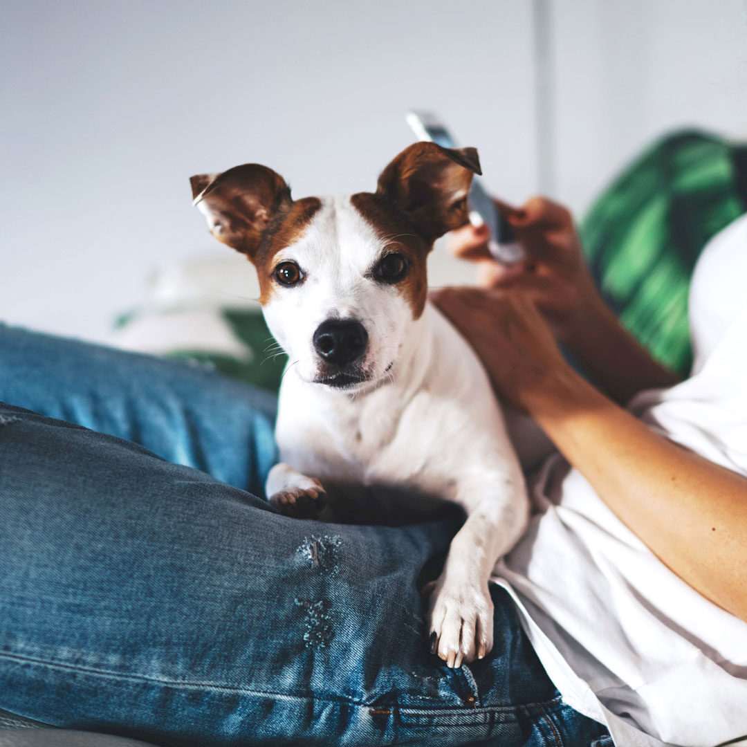 Dog Sitting On Owners Lap As She Browses App