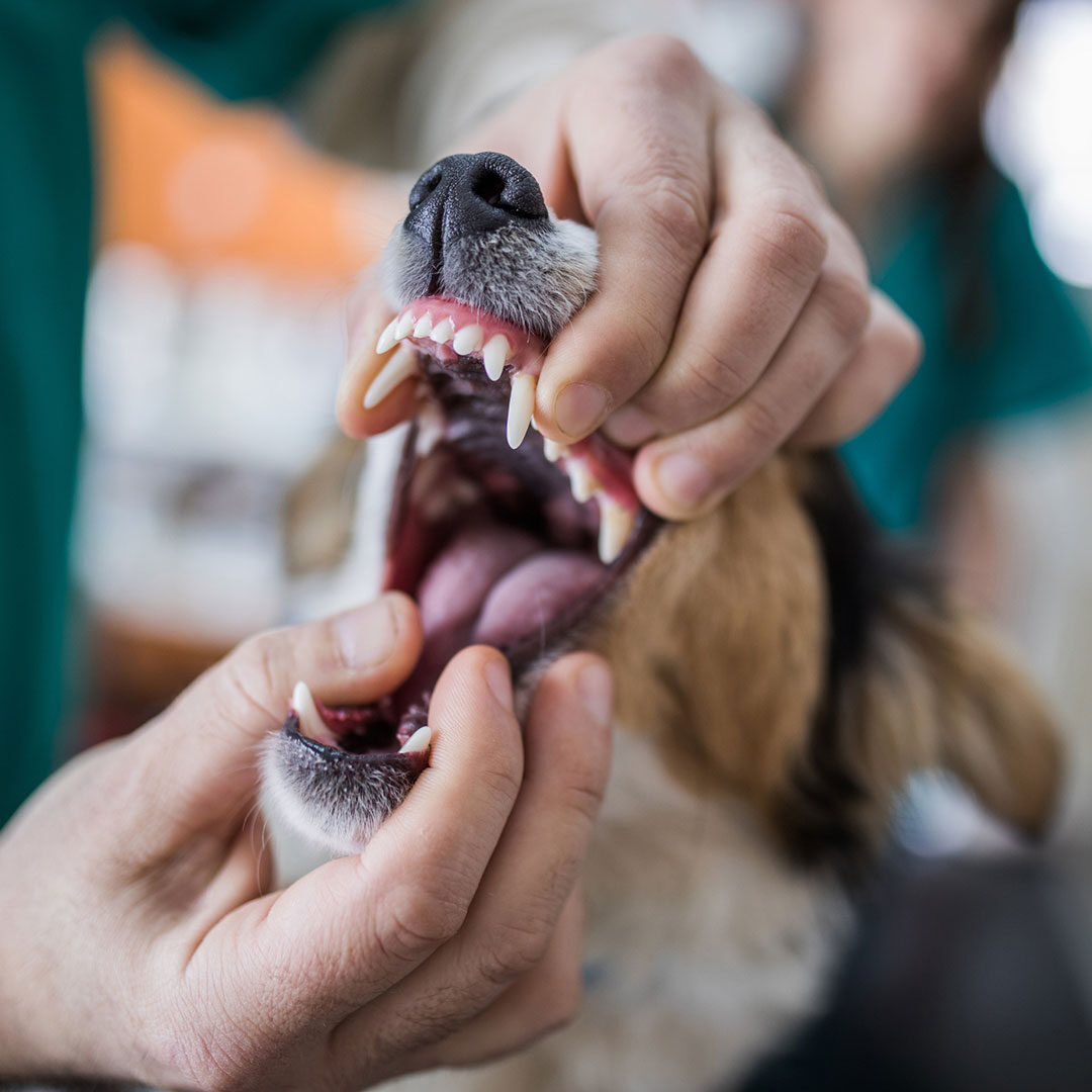 Dog With Its Mouth Held Open