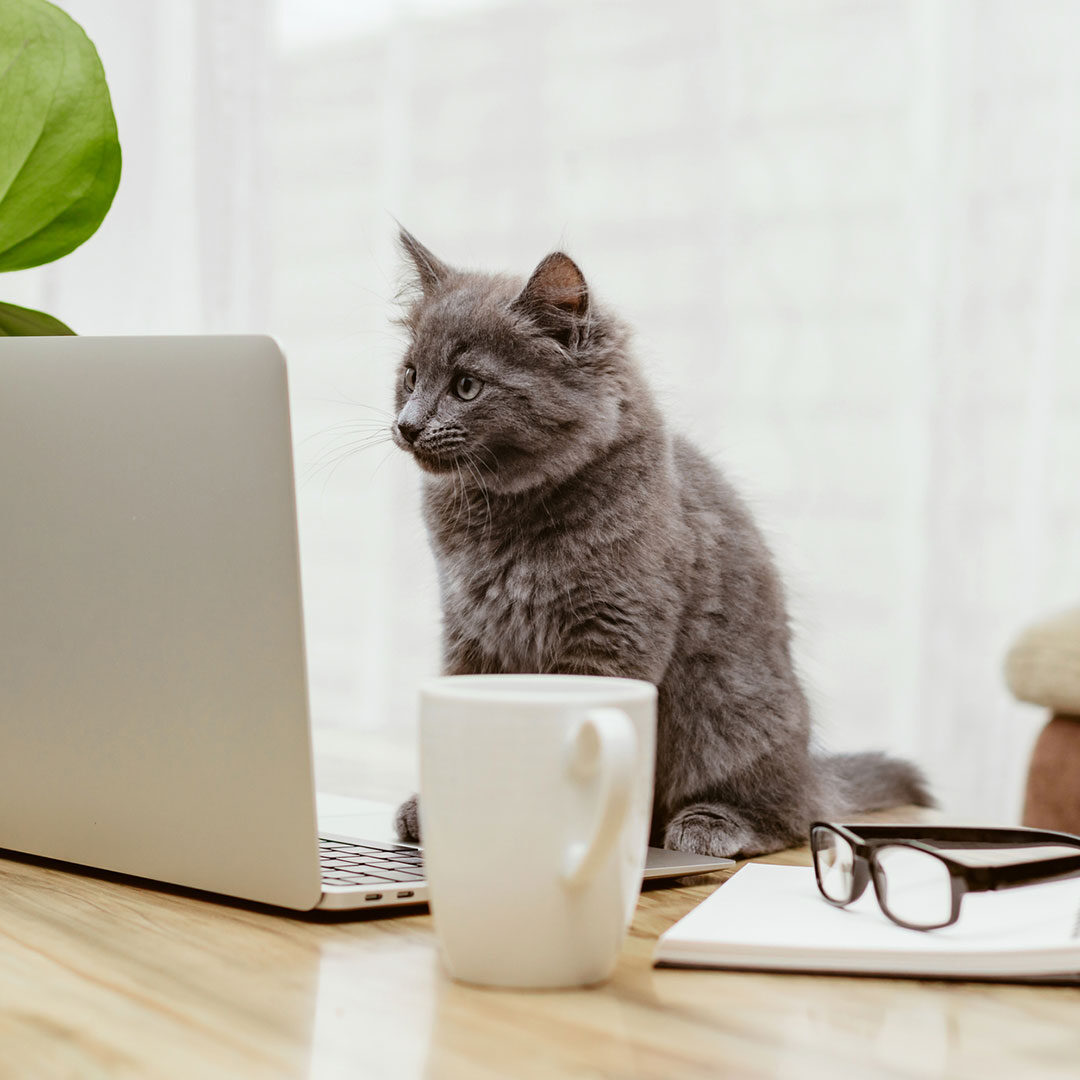 Gray Kitten Staring At Computer Screen
