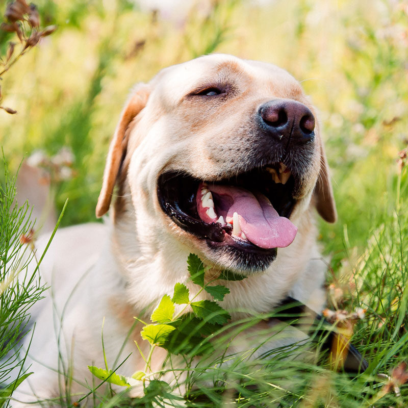 Happy Dog In The Grass