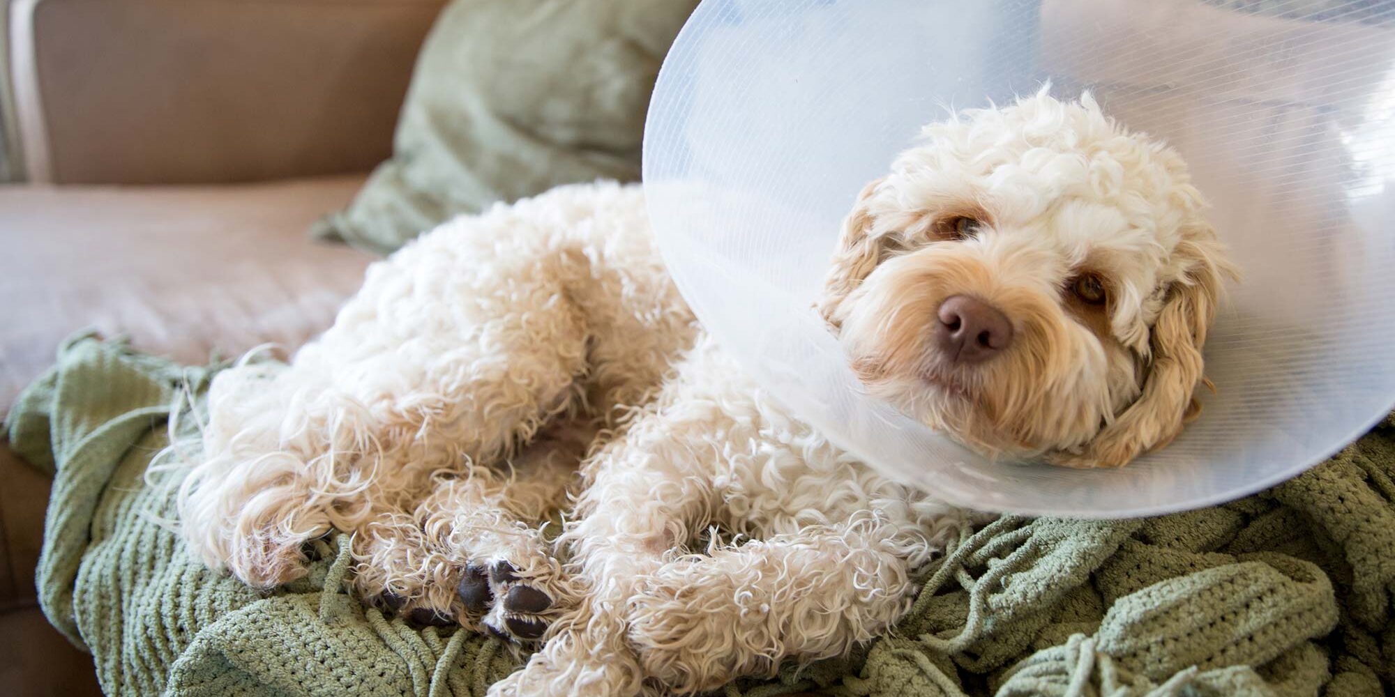 Poodle Wearing A Cone After Surgery