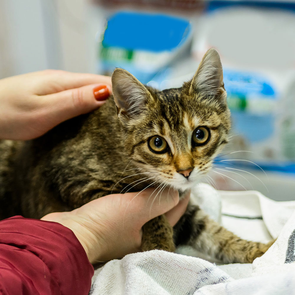 Tabby At The Vet