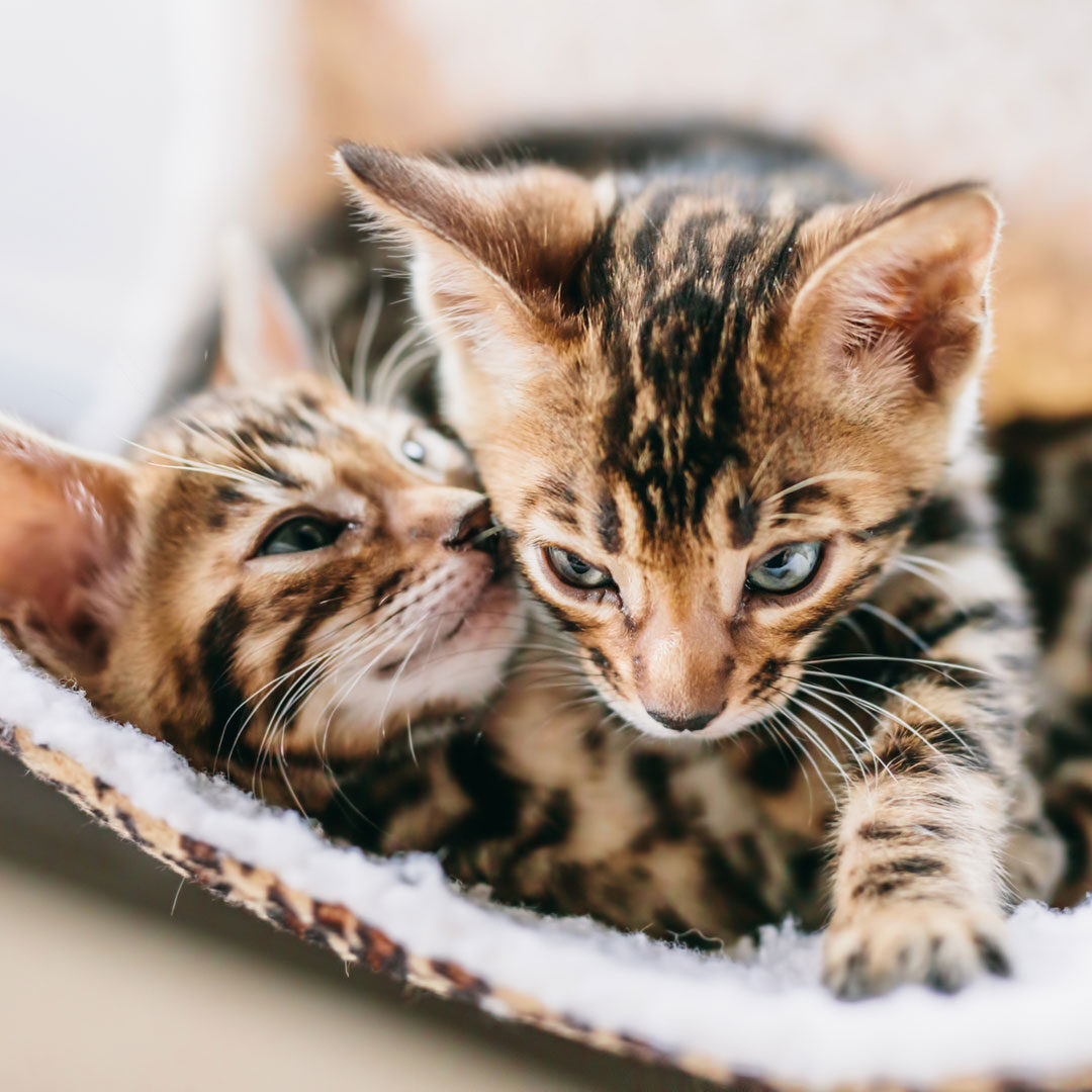 Two Bangle Kittens