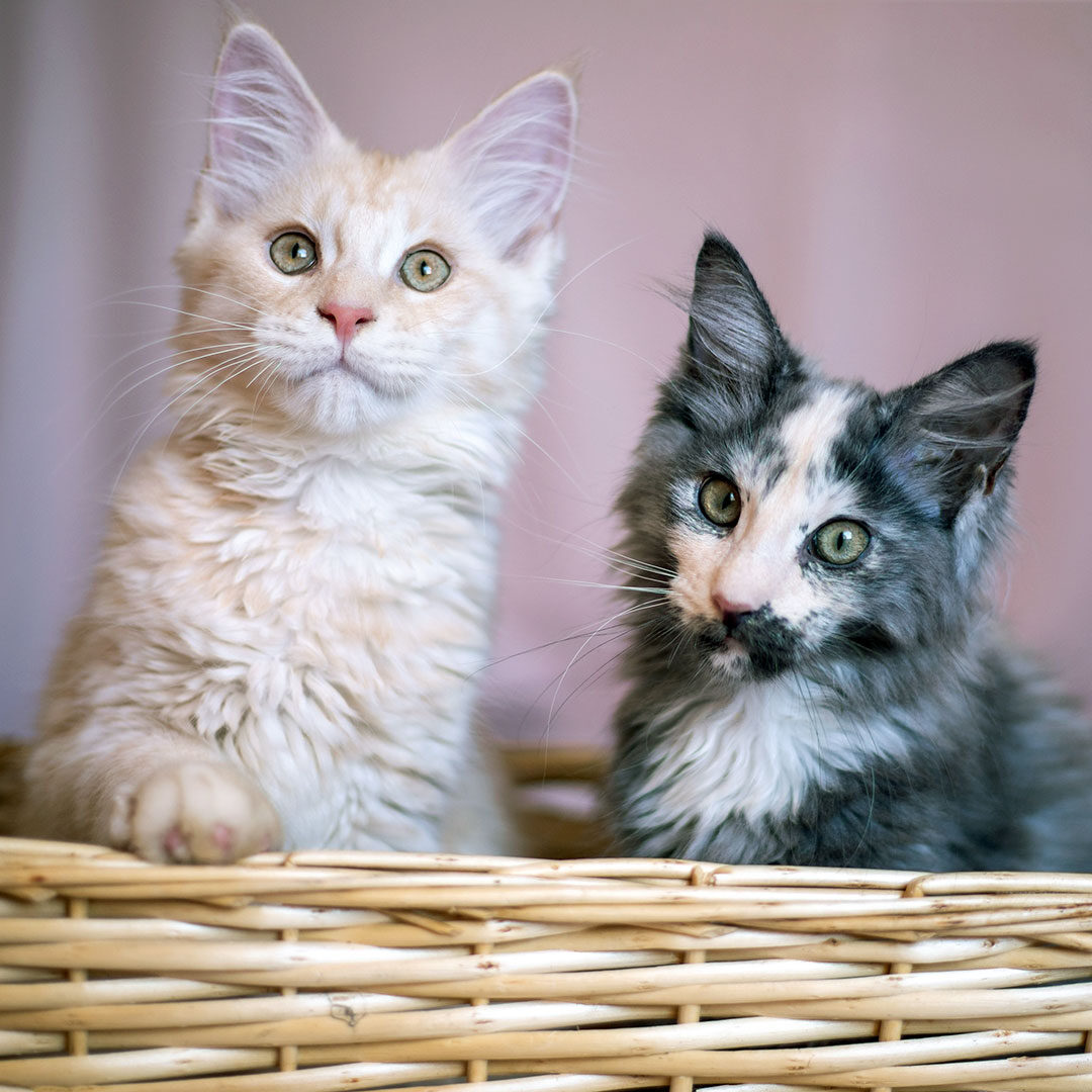 Two Young Cats In A Basket